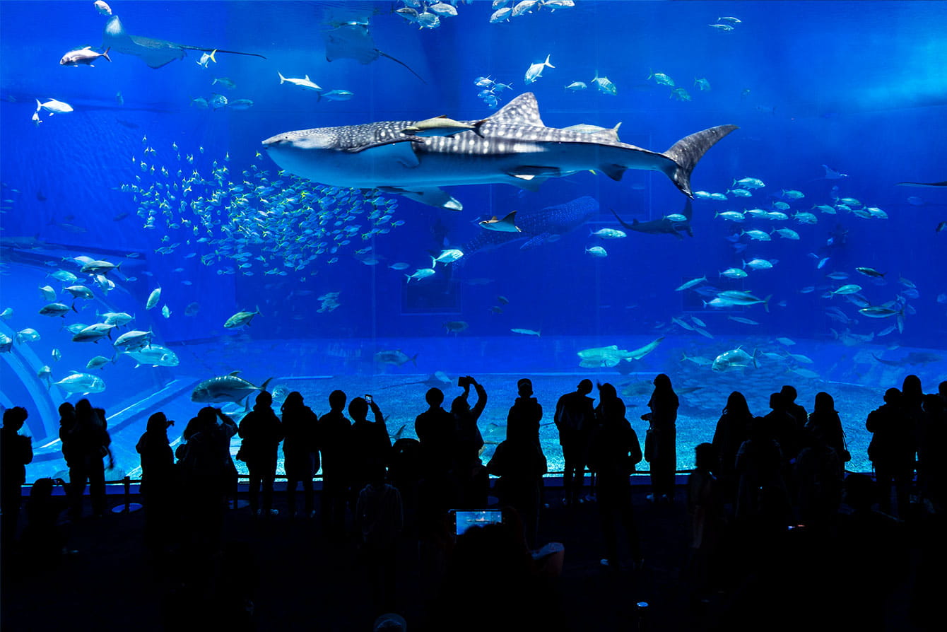 写真：沖縄美ら海水族館